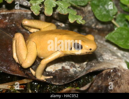 Kolumbianische goldene Pfeilgiftfrosch / Pfeil Frosch (Phyllobates Terribilis) Stockfoto