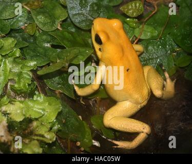 Kolumbianische goldene Pfeilgiftfrosch / Pfeil Frosch (Phyllobates Terribilis) Stockfoto