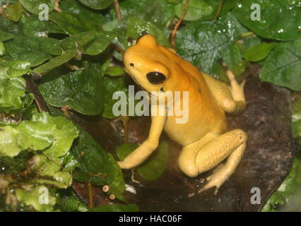 Kolumbianische goldene Pfeilgiftfrosch / Pfeil Frosch (Phyllobates Terribilis) Stockfoto