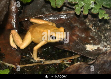 Kolumbianische goldene Pfeilgiftfrosch / Pfeil Frosch (Phyllobates Terribilis) Stockfoto