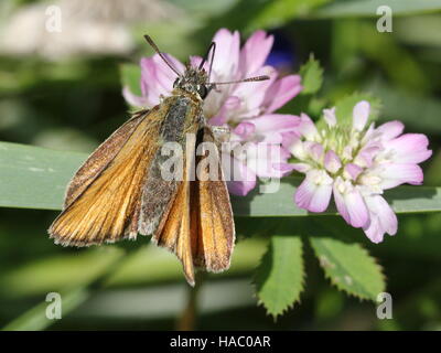 Europäische Essex Skipper (Thymelicus kleine) Fütterung auf eine Blume Stockfoto