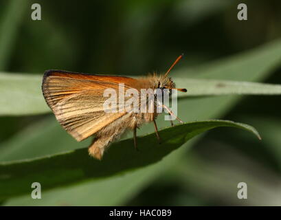 Europäische Essex Skipper (Thymelicus kleine) im Profil gesehen Stockfoto