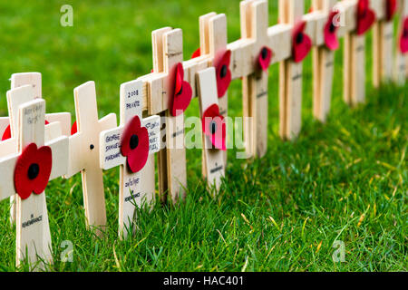 Mohn und kleine hölzerne Kreuze angezeigt in Bristol (UK) am Remembrance Day Sonntag Stockfoto