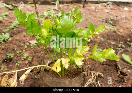 Sellerie (auch Graveolens) wachsende Pflanze, die auf Böden kultiviert Stockfoto