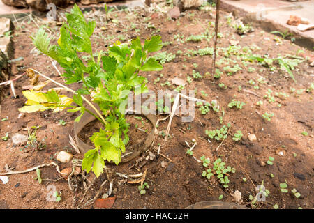 Sellerie (auch Graveolens) wachsende Pflanze, die auf Böden kultiviert Stockfoto