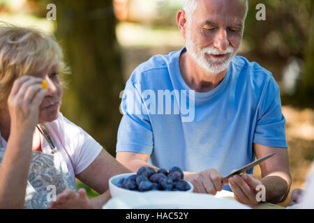 Ältere Ehepaare, die Samen der Aprikose Früchte im Garten entfernen Stockfoto