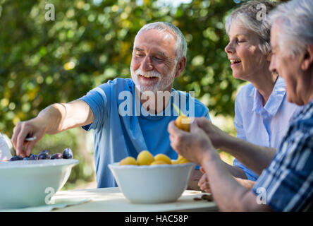 Ältere Ehepaare, die Samen der Aprikose Früchte im Garten entfernen Stockfoto