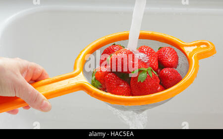 Erdbeeren in einem Sieb unter einem Wasserstrahl abspülen Stockfoto