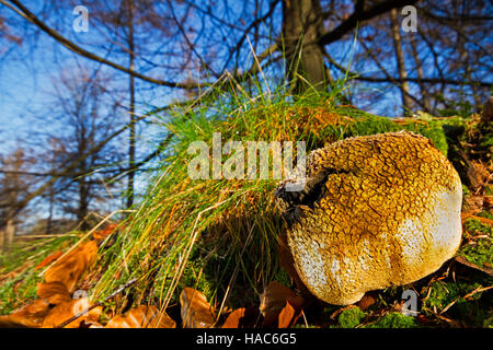 Reife Schweinsleder vergiften Puffball oder gemeinsame Erde Kugel und Buche Stockfoto