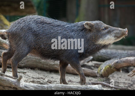 Südlichen Weißlippen-Peccary (Tayassu Pecari Albirostris). Stockfoto