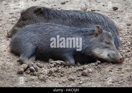 Südlichen Weißlippen-Peccary (Tayassu Pecari Albirostris). Stockfoto