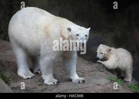 Sechs Monate alten Eisbären (Ursus Maritimus) namens Noria mit seiner Mutter Cora in Brno Zoo in Südmähren, Tschechien. Der Polar Bear Cub Noria wa Stockfoto