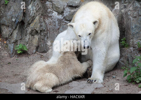 Sechs Monate alten Eisbären (Ursus Maritimus) namens Noria saugen seine Mutter Cora in Brno Zoo in Südmähren, Tschechien. Der Polar Bear Cub Noria Stockfoto