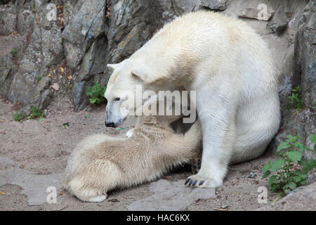 Sechs Monate alten Eisbären (Ursus Maritimus) namens Noria saugen seine Mutter Cora in Brno Zoo in Südmähren, Tschechien. Der Polar Bear Cub Noria Stockfoto