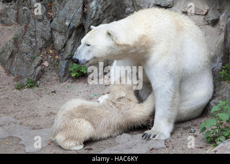 Sechs Monate alten Eisbären (Ursus Maritimus) namens Noria saugen seine Mutter Cora in Brno Zoo in Südmähren, Tschechien. Der Polar Bear Cub Noria Stockfoto