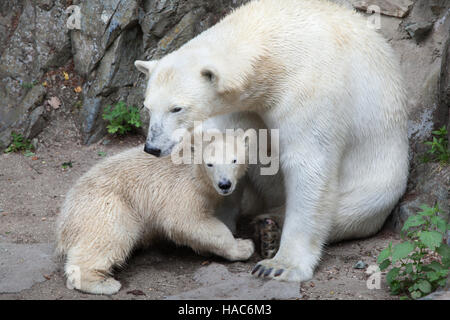 Sechs Monate alten Eisbären (Ursus Maritimus) namens Noria mit seiner Mutter Cora in Brno Zoo in Südmähren, Tschechien. Der Polar Bear Cub Noria wa Stockfoto