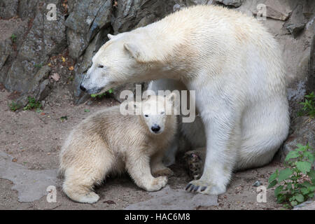 Sechs Monate alten Eisbären (Ursus Maritimus) namens Noria mit seiner Mutter Cora in Brno Zoo in Südmähren, Tschechien. Der Polar Bear Cub Noria wa Stockfoto