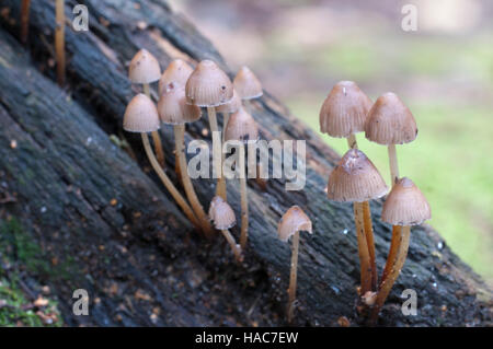 Pilze (Mycena Renati) auf einem Baumstumpf in ein grünes Moos Stockfoto