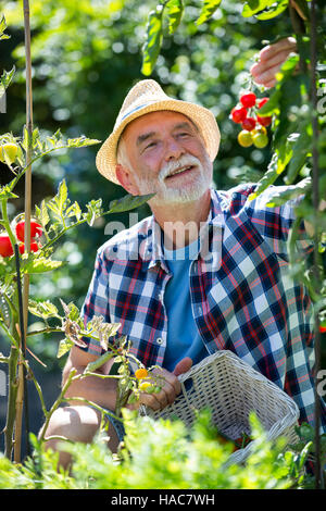 Senior woman holding Cherry Tomaten im Garten Stockfoto