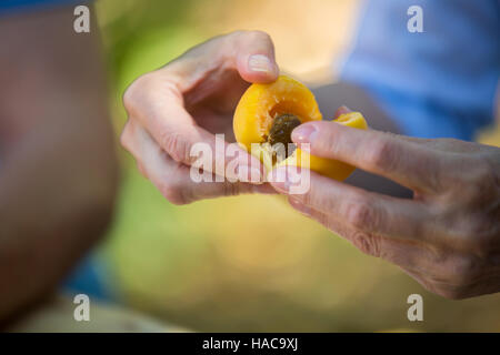 Ältere Ehepaare, die Samen der Aprikose Früchte im Garten entfernen Stockfoto