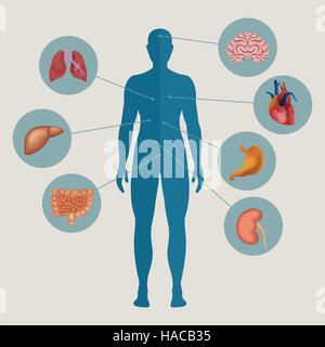 Menschlichen Körper mit inneren Organen Stock Vektor