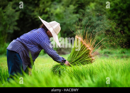 Siri, einen 65 Jahre alten Thai-Frau Bauer, arbeitet in ihrer gemieteten Bereichen Vorbereitung Reispflanzen, in ein größeres Feld, Nakhon Nayok verpflanzt werden? Thail Stockfoto