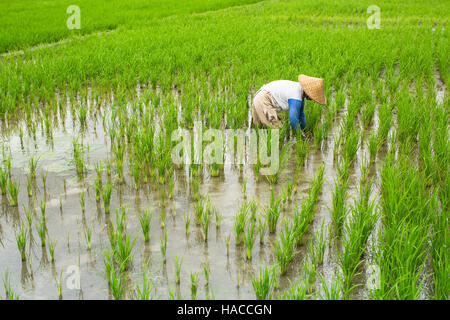 Balinesischen Bauern in einem grünen Reisfeld arbeiten. Stockfoto