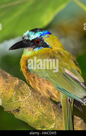 Blau-gekrönter Motmot thront auf einem Baum Stockfoto