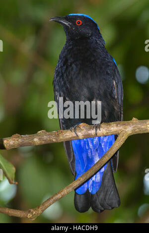 Asiatische Märchen Bluebird (Irena Puella), in Gefangenschaft (Native nach Südasien) Stockfoto