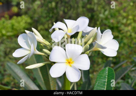 Weißen Frangipani, Singapur Frangipani, Champa. Plumeria Obtusa Familie: Lobelia Oleander. Blüten mit gelbem Zentrum Stockfoto