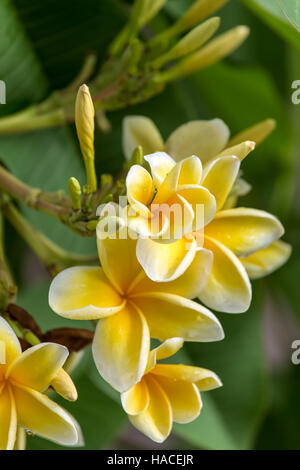 Schöne weiße und gelbe Frangipani Blume Nahaufnahme Stockfoto
