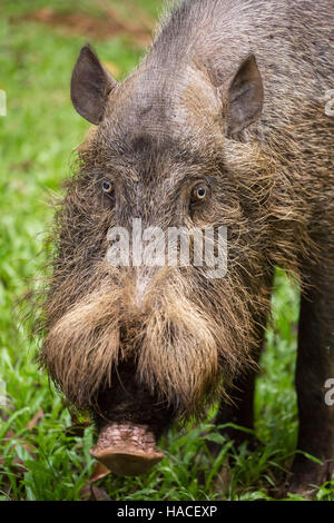 Bornean bärtigen Schwein im Bako Nationalpark, Borneo, Malaysia Stockfoto