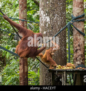 Weiblicher Orang-Utan mit einem Baby auf der Fütterung Plattform im Semenggoh Nature Reserve, Sarawak, Borneo, Malaysia Stockfoto