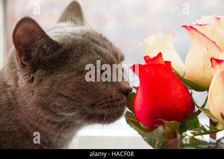 Graue süße Katze riechen rad und weiße Rosen Stockfoto