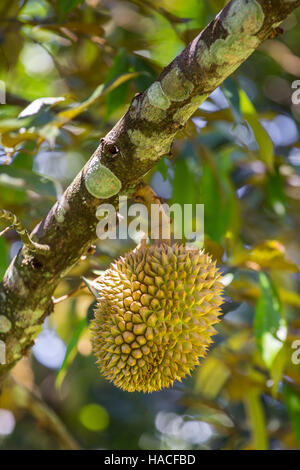 Frische Durian, der König der Früchte auf dem Baum in Borneo, Malaysia Stockfoto