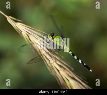 Weibliche östlichen Pondhawk (Erythemis Simplicicollis) ruht auf dem Rasen Stockfoto