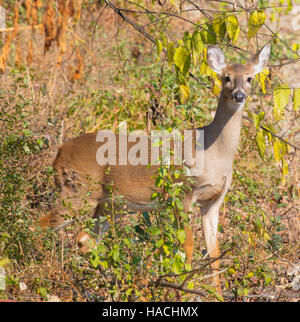 Frau weiß - angebundene Rotwild (Odocoileus Virginianus) in einem Wildlife-Management-Bereich Stockfoto