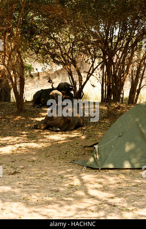 Afrikanischer Büffel, Syncerus Caffer ruht in Nyamepy Camp. Mana Pools National Park. Zimbabwe Stockfoto