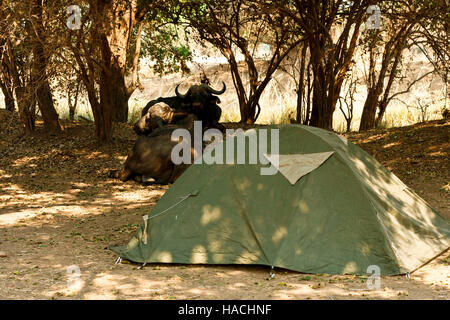 Afrikanischer Büffel, Syncerus Caffer ruht in Nyamepy Camp. Mana Pools National Park. Zimbabwe Stockfoto