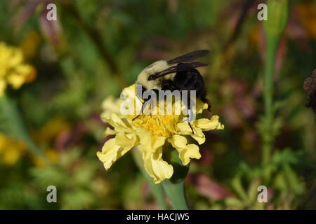 Hummel auf gelbe Ringelblume Stockfoto