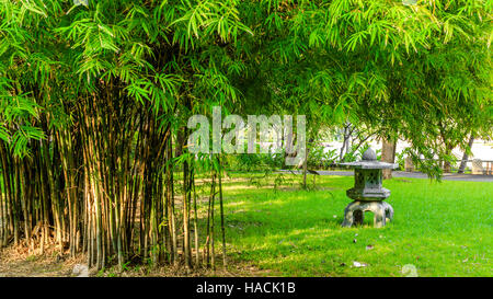 Grünen Baum und Rasen Rasen im Park Hintergrund. Stockfoto