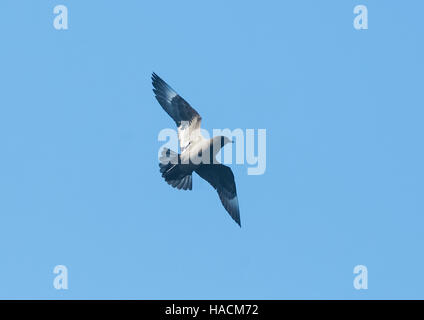 Fleisch-footed Shearwater (Puffinus carneipes) oder Muttonbird, Lord Howe Island, New South Wales, NSW, Australien Stockfoto