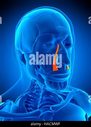 Illustration der Levator Labii Superioris Alaque Nasi Muskel. Stockfoto