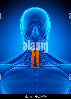 Abbildung des Longus Colli Muskels. Stockfoto