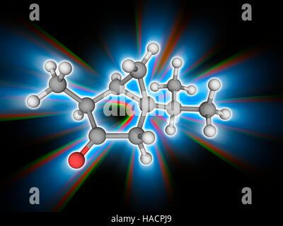 Thujon. Molekulares Modell des organischen Verbindung Thujon (C10. H16. (O). es ist chemisch ein Keton und einem Monoterpen. Es hat einen Menthol Geruch und findet sich in den Geist Absinth. Wenn getrunken, wirkt Thujon als ein GABA-A (Gamma - Aminobuttersäure)-Rezeptor-Antagonisten. Atome als Kugeln dargestellt werden und sind farblich gekennzeichnet: Kohlenstoff (grau), Wasserstoff (weiß) und Sauerstoff (rot). Abbildung. Stockfoto
