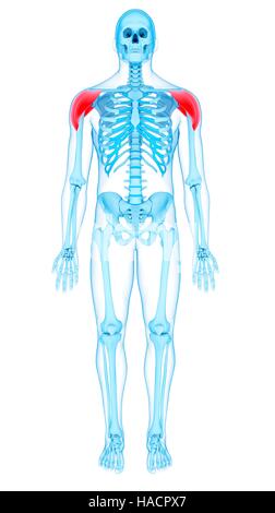 Illustration der Deltamuskeln. Stockfoto