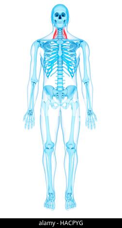 Abbildung der mittleren Scalene Muskeln. Stockfoto