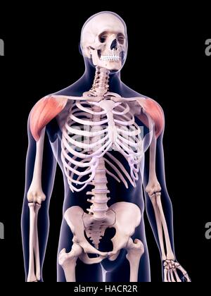 Illustration der Deltamuskeln. Stockfoto