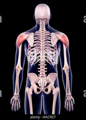 Illustration der Deltamuskeln. Stockfoto