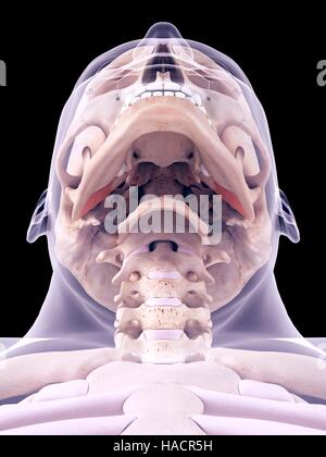 Genaue medizinische Illustration der externen Pterygoideus-Muskeln. Stockfoto